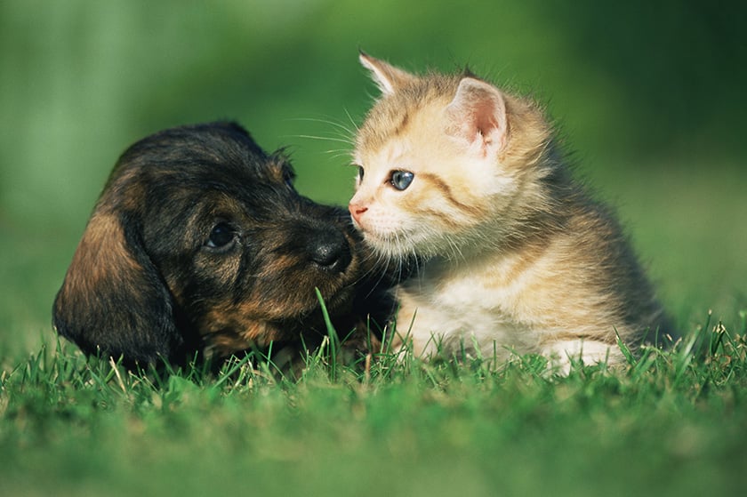puppy and kitten playing in the grass